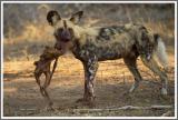 Wildhund mit jungem Impala