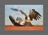 Tawny Eagles