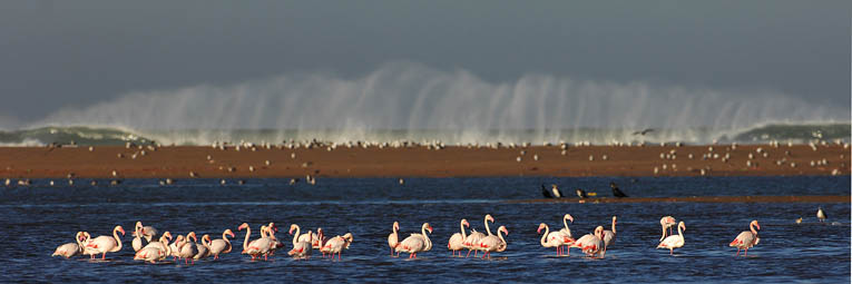 Flamingokolonie