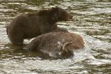 Ein junger Grizzly  hat einen toten Bison entdeckt