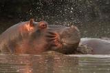 Hippo taucht auf