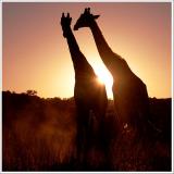 Sonnenaufgang mit Giraffen