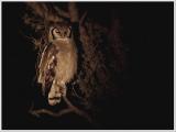 Blassuhu (Giant Eagle Owl)