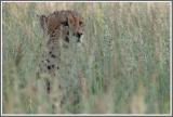 Gepard in der grünen Kalahari