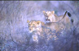  Löwinnen verteidigen Beute (gegen Hyänen)