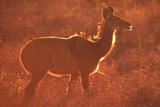  Kudu (weibl. Leittier)