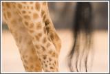 Detail Giraffe