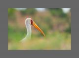 Nimmersatt   Yellow-billed Stork