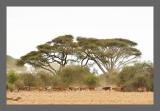 Tierherden der Massai