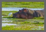 Hippo und Kuhreiher