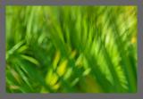 Saw Palmettos