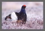 Birkhahn