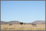 Bergzebras auf der Hochebene