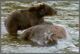 Ein junger Grizzly  hat einen toten Bison entdeckt
