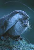 "Kuschelotter"