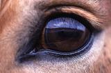 Haflinger
