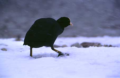 Bild des Monats Januar 2003 - Blässhuhn im Winter