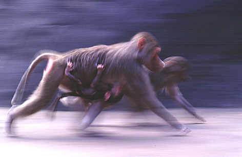 Bild des Monats Juli 2003 - Mantelpaviane - Frankfurter Zoo (Foto: Juni 2003)
