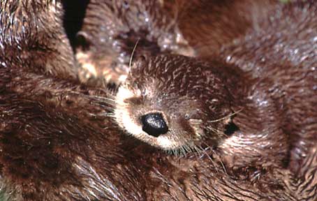 Bild des Monats Oktober 2003 - Schlafende Jungotter - Wildpark Bad Mergentheim