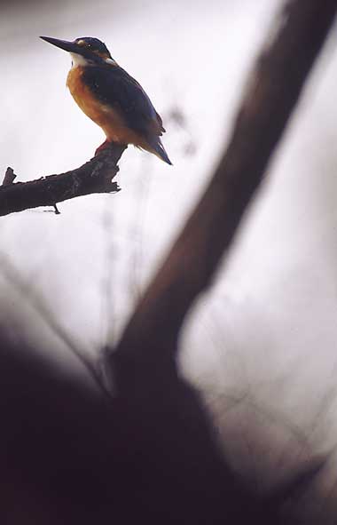Bild des Monats April 2004 - Eisvogel - Keoladeo, Indien (Foto: März 2004)