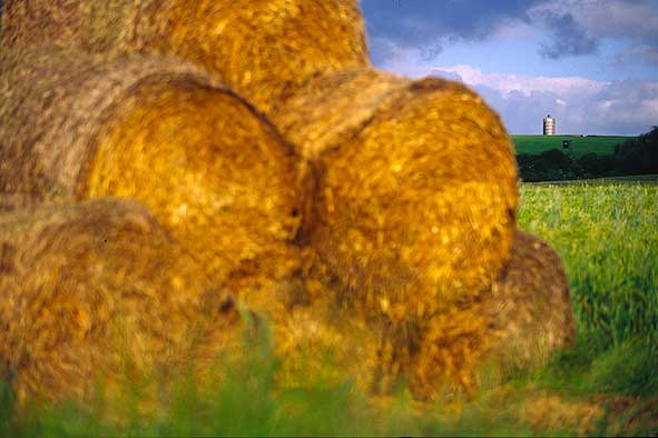 Bild des Monats August 2004 – Land-Wirtschaft