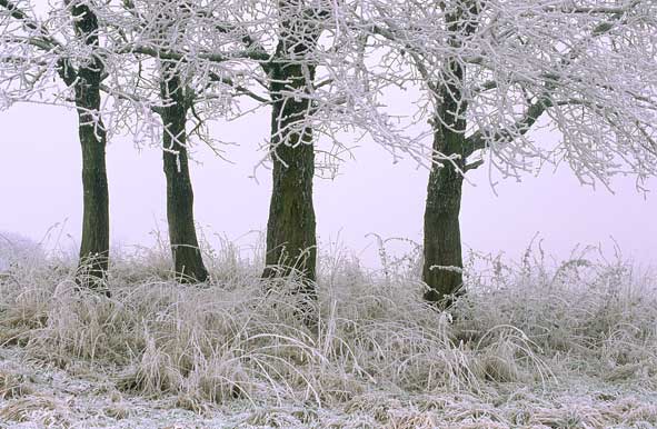 Bild des Monats Januar 2005 - Raureif im Westerwald