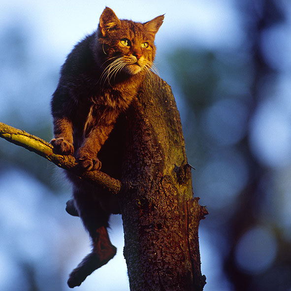 Bild des Monats November 2005 – Wildkatze - Tiergarten Weilburg