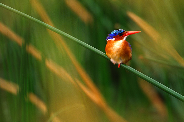 Bild des Monats Dezember 2005 – Malachit-Eisvogel im Krüger Nationalpark - Die kleinste südafrikanische Eisvogelart, aufgenommen am Lake Panic nähe Skukuza - Die ersten Dias der Südafrikareise sind eingetroffen.