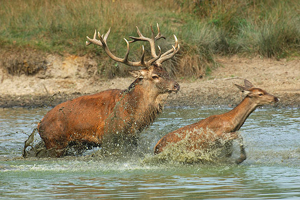 Bild des Monats Oktober 2006 - Mal sehen wie schnell er ist... brünftiger Rothirsch - Gehegeaufnahme in der alten Fasanerie Klein-Auheim bei Hanau (Foto: September 2006)