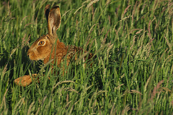Bild des Monats Mai 2007 - Feldhase kämpft sich durchs hohe Gras - Beim schönsten Abendlicht taucht dieser Feldhase pünktlich am 1. Mai um 18.45 Uhr für das Bild des Monats vor der Kamera auf, obwohl eigentlich Jungfüchse "auf dem Programm" standen.