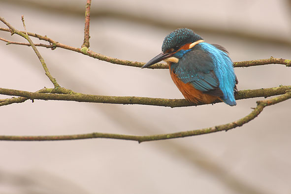 Bild des Monats Februar 2008 – Eisvogelweibchen am Iserbach in Braunfels