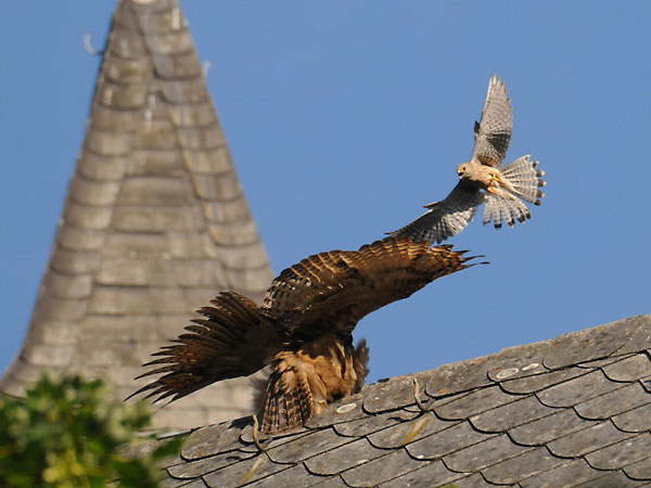 Bild des Monats Juli 2008 – Turmfalkenattacke - Wenn der Uhu im Schloss Braunfels in die Nähe eines Turmfalkennestes kommt, wird es für ihn extrem ungemütlich.