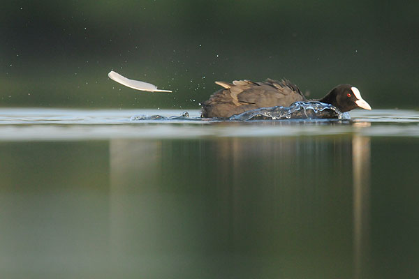 Bild des Monats Oktober 2008 - Immer in Hektik - Blässhuhn auf der Lahn
