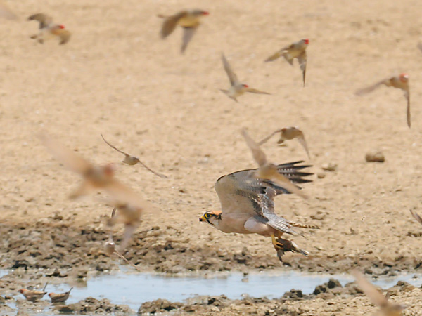Bild des Monats Dezember 2008 – Natur pur - Ein Lannerfalke schlägt einen Blutschnabelwebervogel (Kgalagadi NP Südafrika).