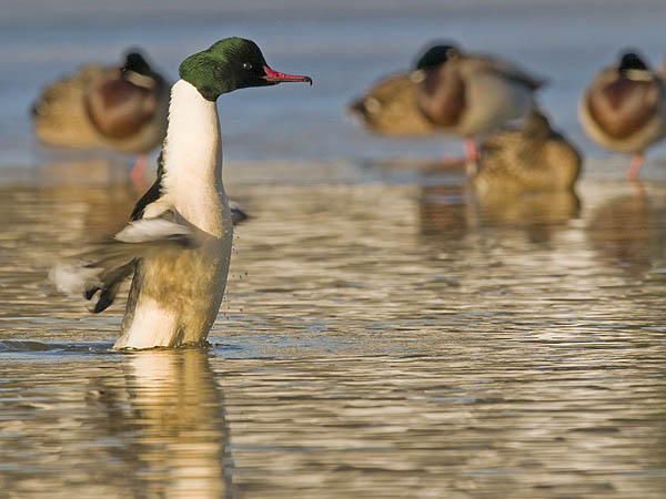 Bild des Monats März 2009 – Gänsesäger-Männchen - Am 15. Februar hielt sich am Aartalsee ein Gänsesäger-Paar auf. Diese Entenart kommt bei uns als Durchzügler vor und kann von Januar bis April auf Seen und Flüssen beobachtet werden.