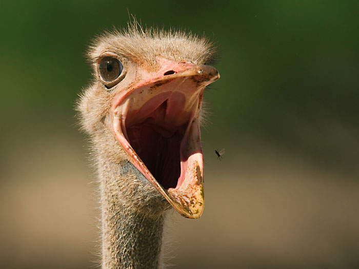 Bild des Monats Dezember 2009 – Nur keine Panik - Strauß und "Elefantenmücke" (Kgalagadi NP Südafrika)