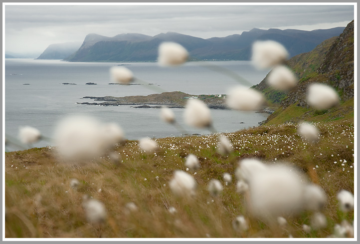 Bild des Monats Juli 2010 – Wollgraswiesen auf Runde - Runde ist eine bekannte norwegische küstennahe Vogelinsel. Hier brüten im Juni/Juli verschiedene Seevögel, u.a. der Papageitaucher.