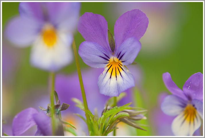 Bild des Monats September 2010 – Wildes Stiefmütterchen