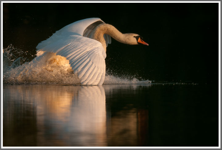 Bild des Monats September 2011 – Höckerschwan