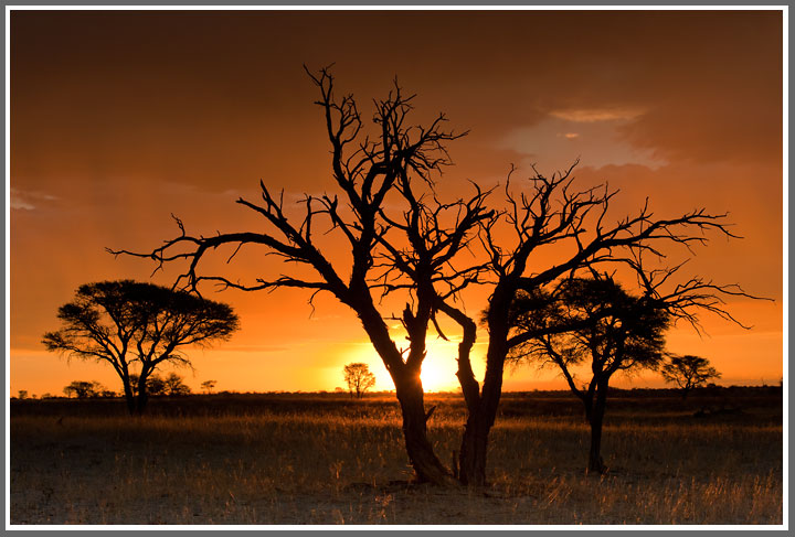 Bild des Monats Dezember 2011 – Sonnenuntergang bei Grootkolk – Im November im Kgalagadi NP, Südafrika