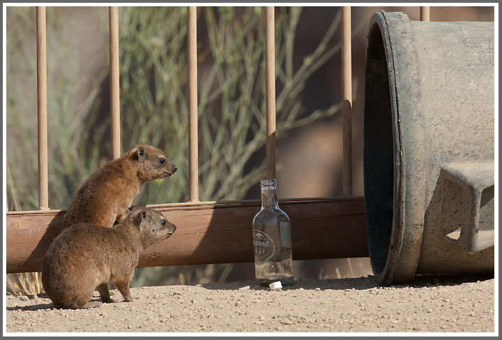 Bild des Monats Januar 2012 - Alles Gute für 2012... was mag da wohl drin sein? Neugierige junge Klippschliefer im Augrabies NP, Südafrika