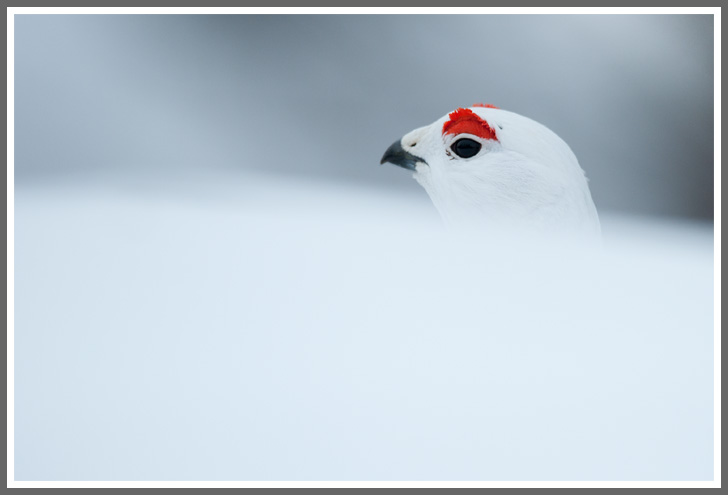 Bild des Monats April 2012 - Moorschneehuhn im Winterkleid - Ende März ist im finnischen Lappland noch tiefster Winter.