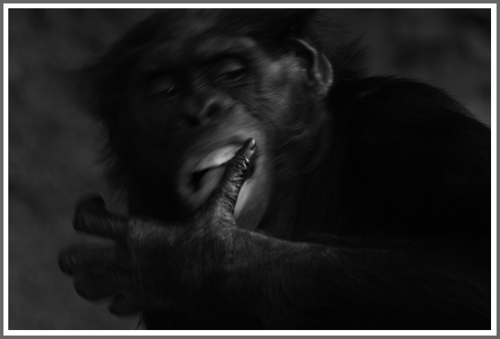 Bild des Monats November 2015 – Bonobo (c) - Zoo Frankfurt