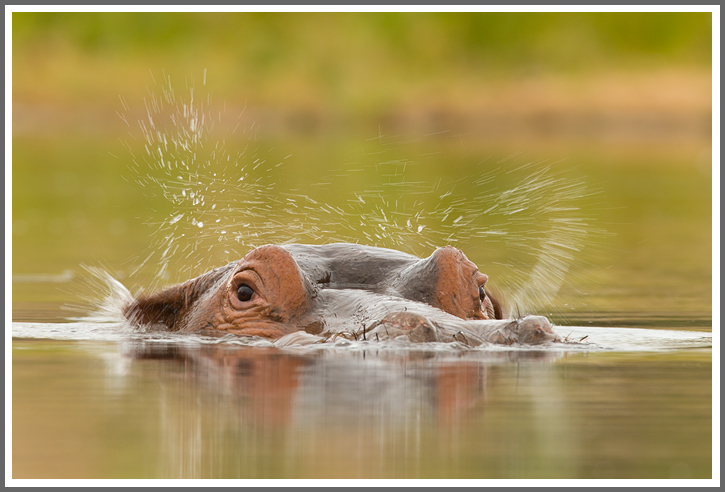 Bild des Monats Dezember 2015 – Flusspferd taucht auf - Kruger NP, Südafrika