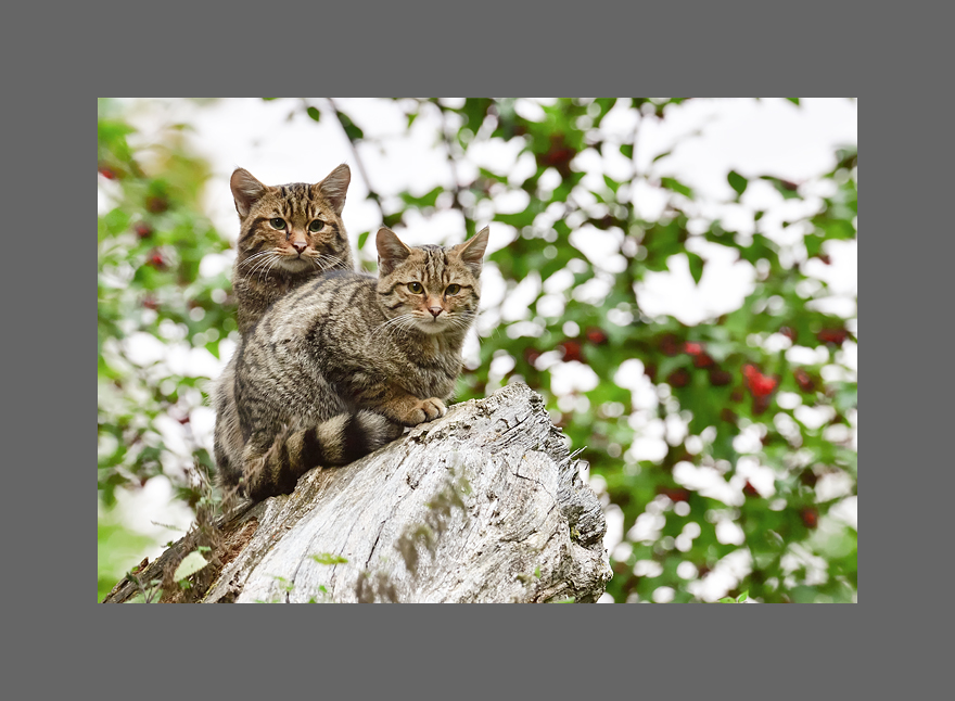 Bild des Monats November 2016 – Kuschelstunde - Beginnender Herbst im Tiergarten Weilburg - Die Ranzzeit der Wildkatzen(c) beginnt aber erst im Februar/März.