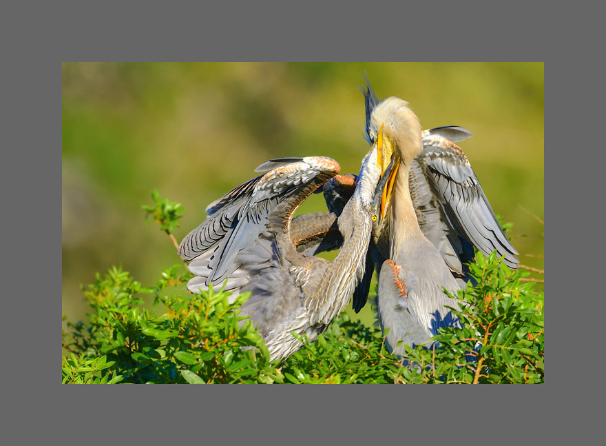 Bild des Monats April 2017 – Fütterung - Kanadareihernest, Audubon Rookery, Venice, Florida