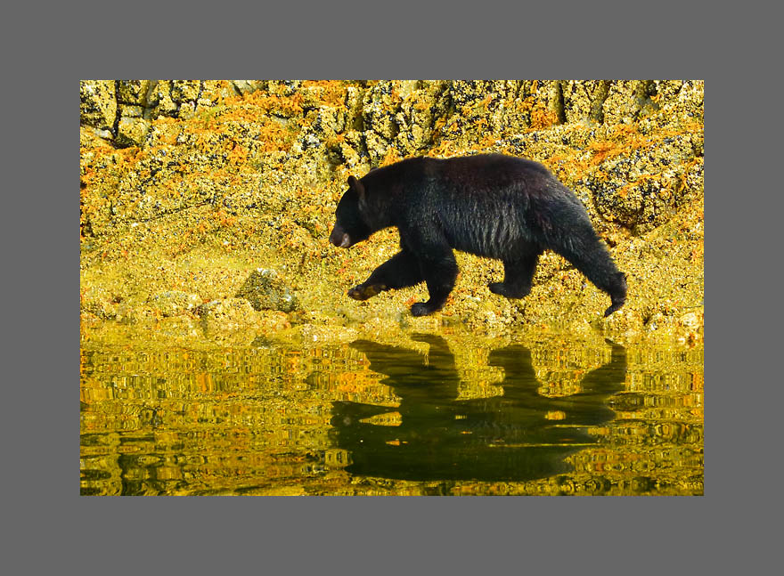 Bild des Monats Oktober 2017 - Auf der Suche – Schwarzbär auf Vancouver Island, Kanada