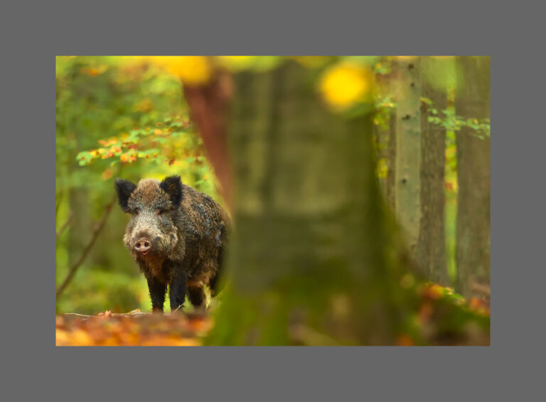 Bild des Monats November 2017 - Im Herbstwald (c)