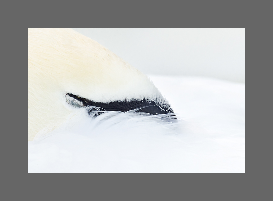 Bild des Monats März 2018 – Schlafender Höckerschwan