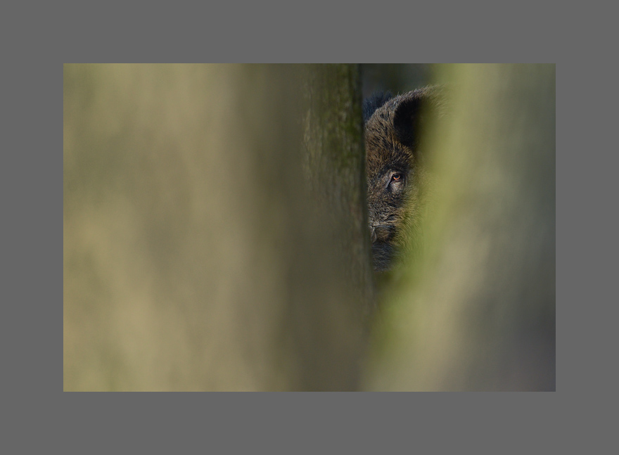 Bild des Monats Mai 2018 – Wildschwein (c)